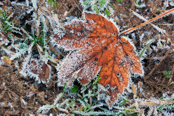 Sola foglia d'acero in hoarfrost — Foto Stock