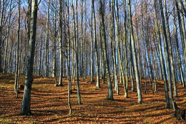 Lombtalan bükkfák az erdőben — Stock Fotó