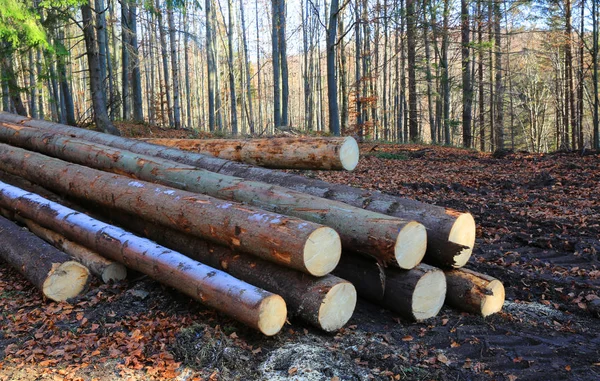 숲 속 목초지에 는 나무토막이 쌓여 있다 — 스톡 사진