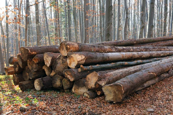 Pile of wooden logs lie on forest meadow at autumn day — Stock Photo, Image