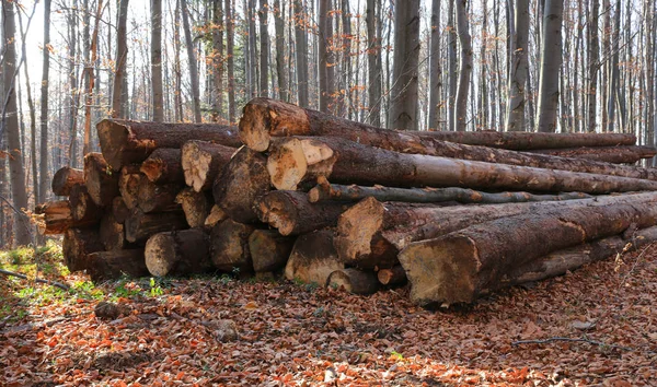 Pilha de troncos de madeira jazem no prado da floresta — Fotografia de Stock