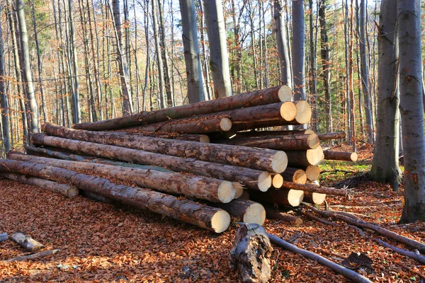 Stapels houten stammen in het bos — Stockfoto