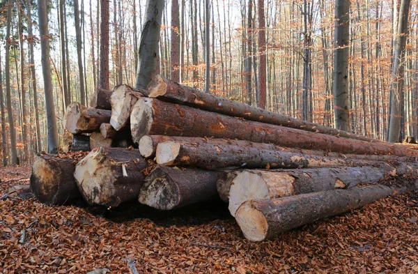Hromady dřevěných klád v podzimním lese. — Stock fotografie