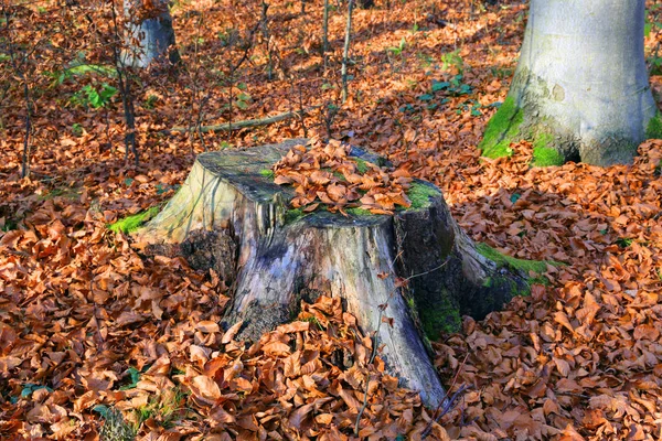 Houten stomp in beukenbos — Stockfoto