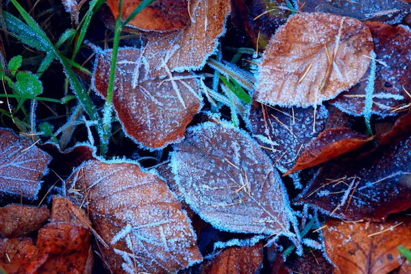 Schöne Herbstblätter im Raureif auf dem Boden — Stockfoto