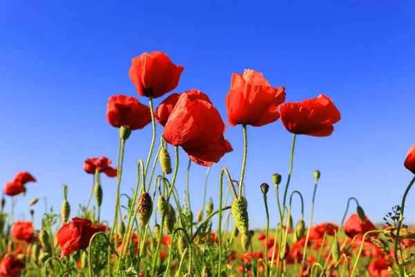 Rote Puppenblumen auf der Wiese — Stockfoto