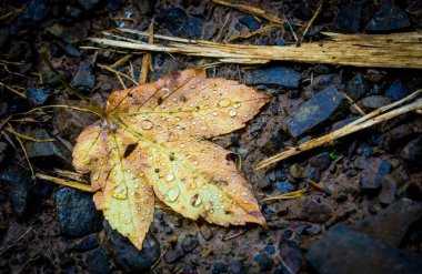 Akçaağaç yaprağı ve su damlası