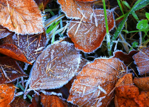 Frozen leafage in grass — Stock Photo, Image