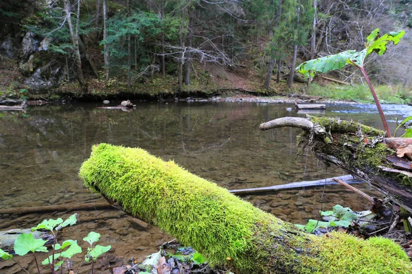 Grünes Moos auf Wäldern in Flussnähe — Stockfoto