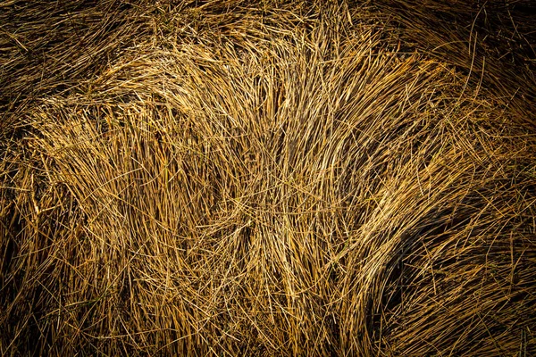Dry grass abstract backgrount — Stock Photo, Image