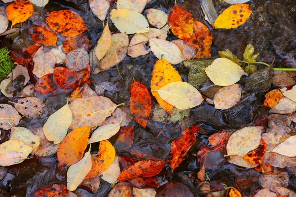 Folhagem de outono no chão molhado — Fotografia de Stock