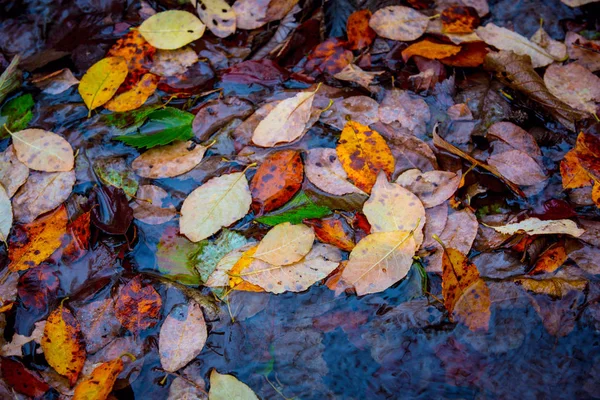 Абстрактная осенняя листовка на водной поверхности — стоковое фото