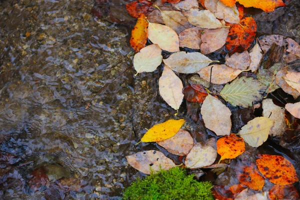 Podzimní listoví na vodní hladině — Stock fotografie