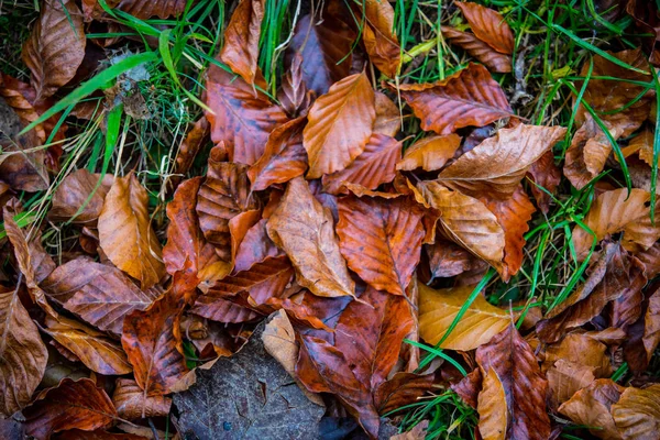가을에는 푸른 풀 위에 너도밤나무 잎을 놓는다 — 스톡 사진