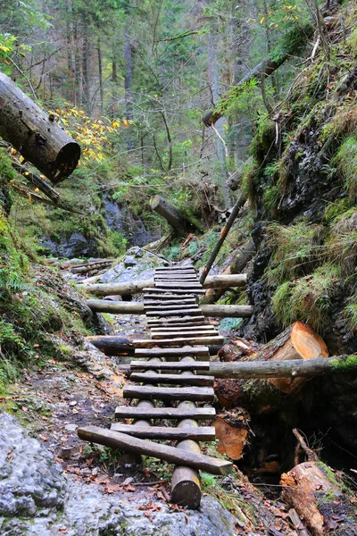 Wooden stairs in mountain grove Slovensky Raj — Stock Photo, Image