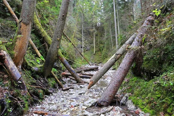 Alte Holzstämme in Gebirgsschlucht slowensky raj in der Slowakei lizenzfreie Stockfotos