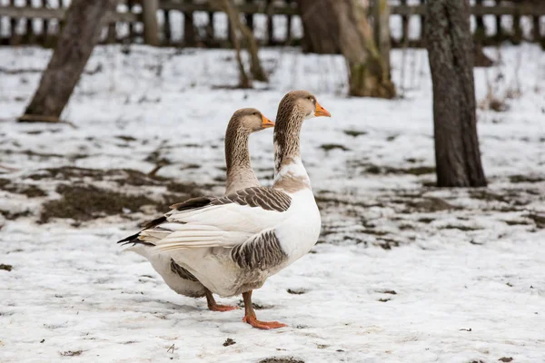 Geese walk on a rural farm in winter — Stock Photo, Image