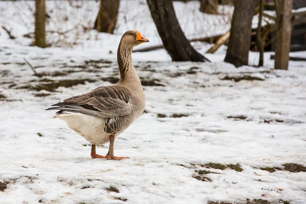 Goose walk on a rural farm in winter time — Stock Photo, Image
