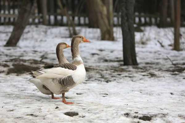 Passeggiata dell'oca in una fattoria rurale in inverno — Foto Stock