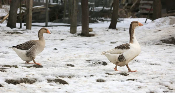 Paseo del ganso en una granja rural en invierno —  Fotos de Stock