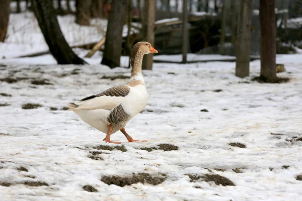 Goose walk on a rural farm in winter time — Stock Photo, Image