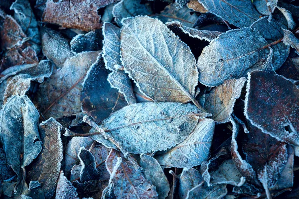 Fallen autumn leaves in the morning hoarfrost — 스톡 사진