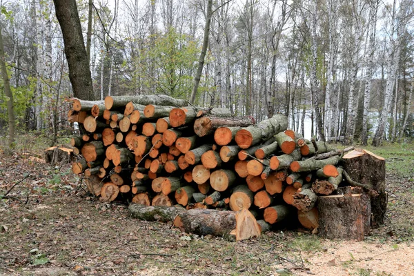 Woodel logboek winkel in het bos. — Stockfoto