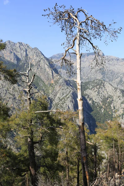 Gamle trær i fjellbakgrunn – stockfoto