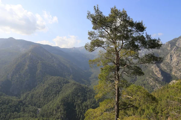 Dağ vadisinde çam ağacı — Stok fotoğraf