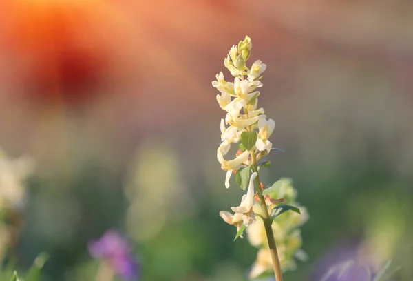 Дикий весенний цветок на лугу — стоковое фото