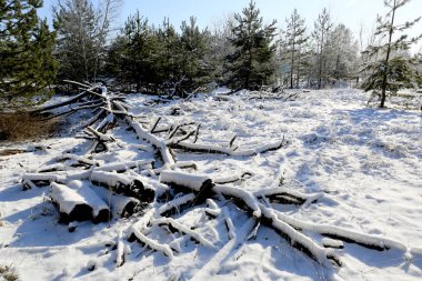 Kış ormanındaki eski orman