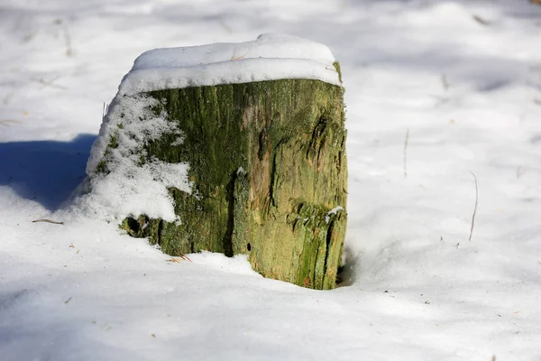 Vecchio ceppo di legno sotto la neve — Foto Stock