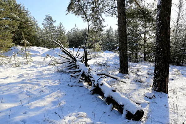 Velha árvore morta na floresta de inverno — Fotografia de Stock