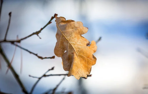 Foglia di quercia secca su ramoscello — Foto Stock