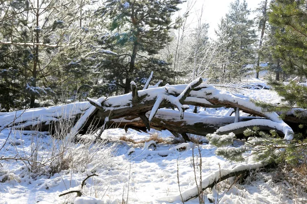 Gamla döda träd i vinter skog — Stockfoto