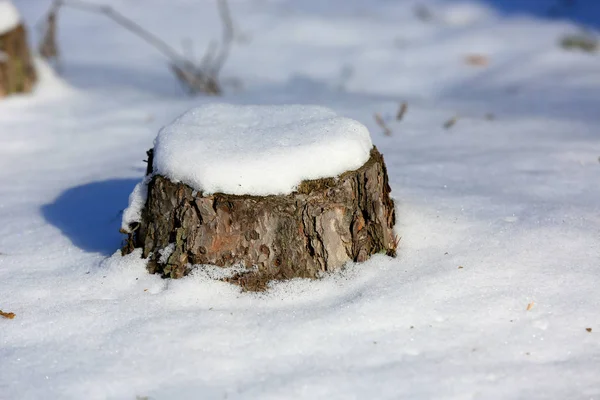 Starý borový pahýl pod sněhem — Stock fotografie