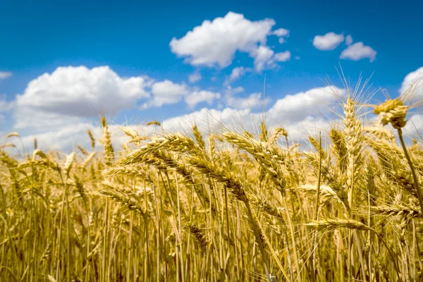 Paysage Avec Beau Champ Culture Sous Ciel Bleu Avec Des — Photo