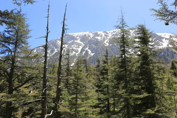 Tahtali Dagi Dağının Tepesindeki Ağaçlara Bakın Türkiye Ünlü Lastikçiler Likiya — Stok fotoğraf
