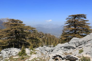 Türkiye 'de dağlık yamaçlardaki sedir ormanı. Türkiye 'nin ünlü Likya Yolu turistlerinden manzara.