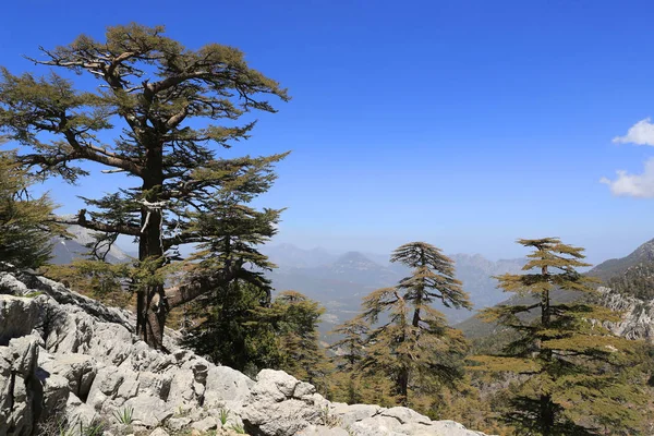 山坡上漂亮的雪松树 土耳其Likya Yolu旅游路线 — 图库照片