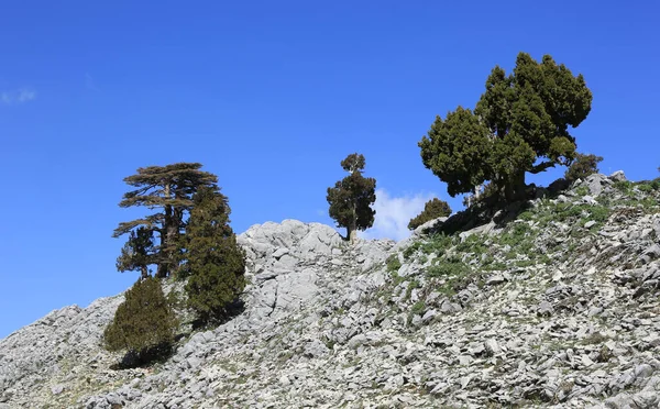 Zedern Zwischen Steinen Bergen Vor Blauem Himmel Likya Yolu Tiuristischer — Stockfoto