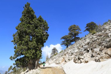 Sedir ağaçlarının arasındaki dağ yolu manzarası. Türkiye 'de ruhsatlı turizm yolu.