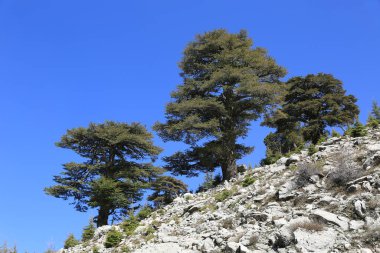 Büyük sedir ağaçları dağlarda kayalar üzerinde mavi gökyüzü arka planında. Türkiye 'de Hoşya Yolu turizm yolu.