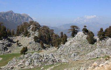 Taşların üzerinde sedir ağaçları olan kayalık bir vadi. Türkiye 'de Hoşya Yolu turizm yolu
