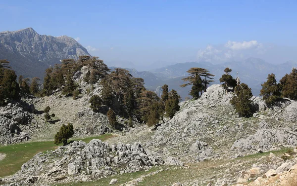 Taşların üzerinde sedir ağaçları olan kayalık bir vadi. Türkiye 'de Hoşya Yolu turizm yolu