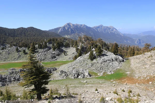 Güneşli Bir Günde Kayalık Vadide Sedir Ağaçları Türkiye Lician Turizm — Stok fotoğraf