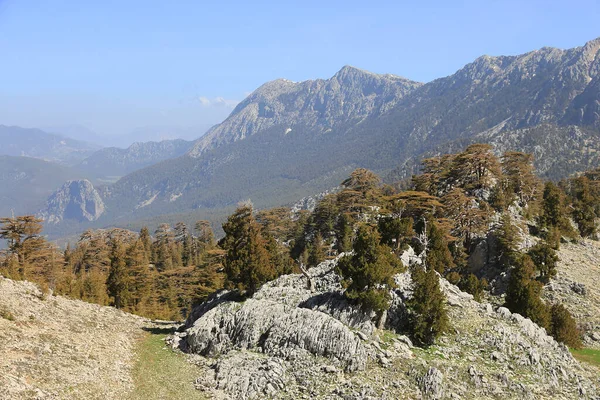 Güneşli Bir Günde Kayalık Vadide Sedir Ağaçları Türkiye — Stok fotoğraf