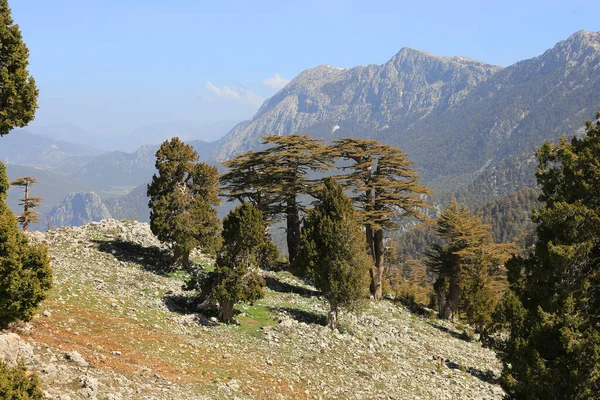 Árboles Cedro Valle Rocoso Montaña Día Soleado Turquía Ruta Turística —  Fotos de Stock