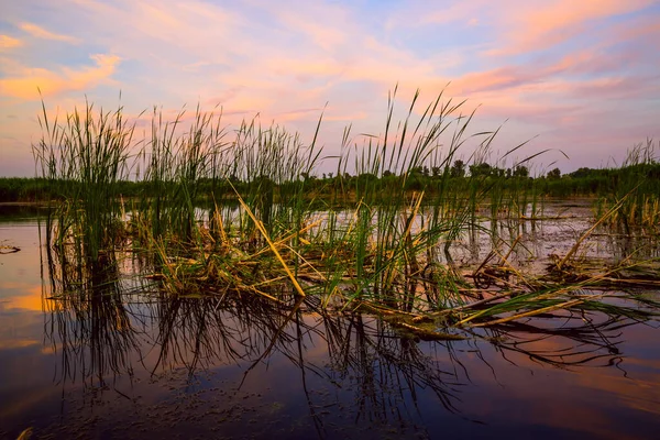 Wieczorny Krajobraz Trzciną Jeziorze Woda Zachodzie Słońca Tło Nieba — Zdjęcie stockowe