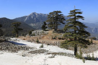 Kar ve sedir ağaçlarının arasındaki dağ yolu Tahtali Dagi Dağı 'nın zirvesine çıkıyor. Türkiye 'de Likya Yolu turizm yolu